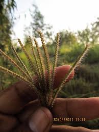 Image result for Chloris roxburghiana