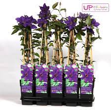 We did not find results for: Waldrebe Clematis The President Kaufland De