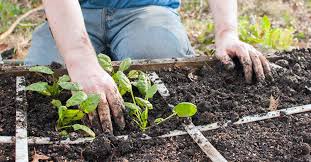 Check spelling or type a new query. Your Ultimate Guide To Square Foot Gardening Gardener S Path