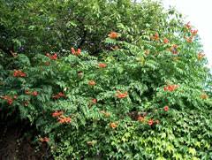 Campsis radicans pods produced numerous, papery, and small seeds (696 seeds/pod; Campsis Radicans Trumpet Vine Trumpet Creeper Pfaf Plant Database