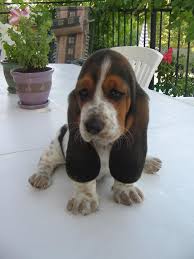 Image result for basset hound