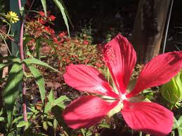 Exotic hibiscus sales, hibiscus care, and hibiscus cultivation. Hardy Native Hibiscus Native Nurseries