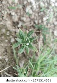 Image result for Cynoglossum lanceolatum