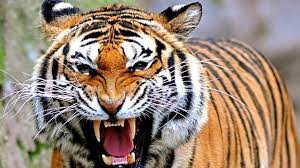 Tugas seni budaya nama : 64 Gambar Kepala Macan Animasi Gratis Download Cikimm Com