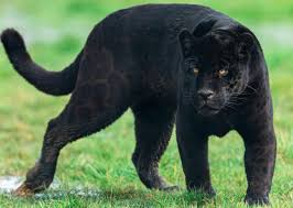 Image result for Panther Black 2002 Puma