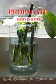 Transplant rose bush cuttingshow all. How To Propagate Roses From Your Valentine Bouquet My Humble Home And Garden