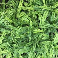 Image result for Asplenium smedsii