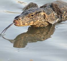 The asian water monitor varanus salvator also called common water monitor is a large varanid lizard native to south and southeast asia. Living Dragon Defence Of The Water Monitor Lizard Roundglass Sustain