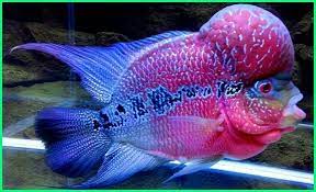 10 tips cara memelihara ikan louhan agar cepat jenongikan louhan atau flowerhorn adalah jenis ikan hias yang punya penampilan unik, ditandai dengan jenong. Cara Merawat Ikan Louhan Si Flowerhorn Yang Jenong Dunia Fauna Hewan Binatang Tumbuhan Dunia Fauna Hewan Binatang Tumbuhan
