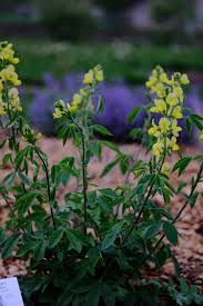 Image result for Tephrosia lupinifolia