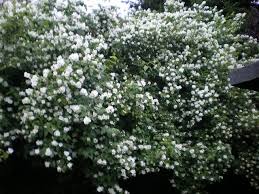 Bildergebnis Fur Weiss Bluhende Straucher Weiss Bluhende Straucher Garten Bilder