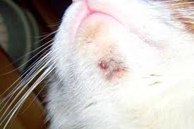 Keep your cat's chin clean and dry, taking care to wipe their chin following their meals or after drinking if they're particularly messy eaters/drinkers. Cat Zits Feline Cat Zits On Chin Cat Zit Causes Treatment