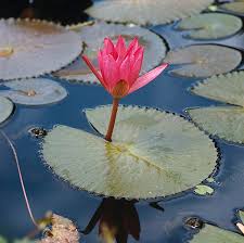 Image result for Nymphaea
