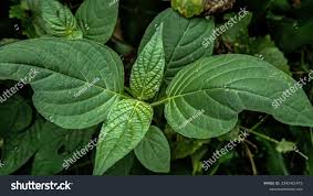 Image result for Dicliptera pumila