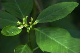 Image result for Euphorbia serratifolia