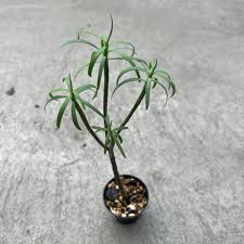 Image result for Euphorbia jubata