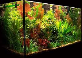Lighting For A Planted Aquarium Planted Aquarium Nature Aquarium Aquarium