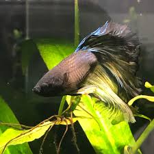 Aquarium salt is a fish care product that can be purchased at any pet store. My Baby Betta Is Sick He Was Fine 3 Days Ago But Saw Him Bloated Yesterday And Pineconing Began Fasting And Am Treating His 10 Gallon Tank W Melafix And Aquarium Salt
