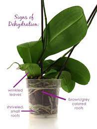 Pin On Orchid Care