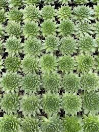 Image result for Thesium wilczekianum