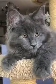Pin Auf Cats And Kittens