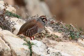 Image result for Alectoris rufa