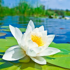 White Water Rose Seeds Nymphaea Alba In 2020 Water Lily Rose Seeds Android Wallpaper