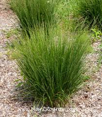 Image result for Millettia dura