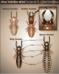 All About Termites Facts Life Cycle Reproduction