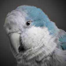It's mistakenly called the they're usually green and blue with a blue and white margin. Blue Quaker Parrot Lifespan Personality Food And Care