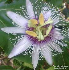 flor exotica | Flores exóticas, Flores, Exótico