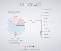 tasters guide to gamay wine wine folly wine infographic