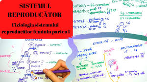 Sistemul reproducator feminin sistemul reproducator masculin. Manual De Biologie Penisului SusÈ›ine Jurnalismul Dor