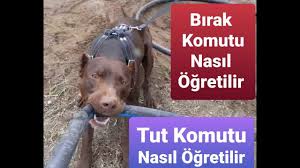 Pati Ver Komutu Nasil Ogretilir Kopek Egitimi Kopekegitimi Pativerkopekegitimi Youtube