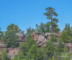 For more than four decades, we have served customers throughout northern utah. Red Rock And Ponderosa Pine Trees In Beautiful Ashley National Forest Utah Photograph By Norm Lane
