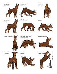 35% off pet food, treats & supplies today, 24/7 pet expert customer service! 1 Facebook Doberman Pinscher Doberman Dogs Doberman