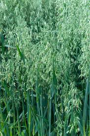 Image result for Avena sativa