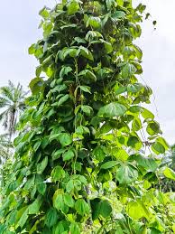 Image result for Dioscorea dumetorum
