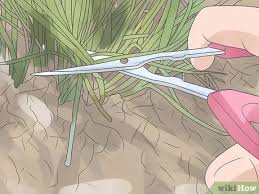 How to harvest chives from garden. How To Harvest Chives 6 Steps With Pictures Wikihow