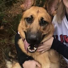 Nowadays they are one of the most popular dogs, find the list of top 15 most popular gsd mix dogs. Lost Dog Harris German Shepherd Purebred Female Date Lost 02 18 2020 Dog S Name Haydlie Breed Of Dog German Shepherd Purebred Losing A Dog Dogs Dog Ages