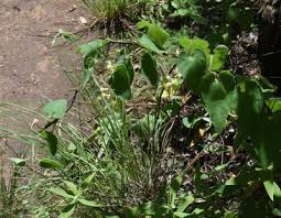 Image result for Riocreuxia