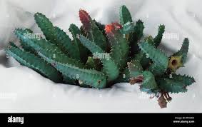 Image result for Huernia thuretii
