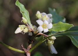 Image result for Pittosporaceae