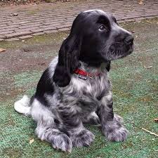 Black And Tan Cocker Spaniel Puppies For Sale Afbeeldingsresultaat Voor Cocker Spaniel Blauwschimmel Karakter Dogs Spaniel Breeds Cocker Spaniel