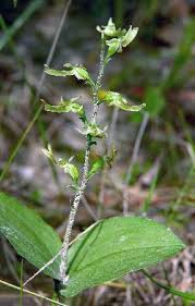 Image result for Nidorella auriculata