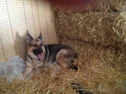Pricing is determined by the unique attributes of each particular puppy. Cute Akc Registered German Shepherd Puppies For Sale In Indianapolis Indiana Classified Americanlisted Com