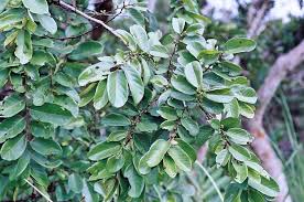 Image result for Bridelia micrantha