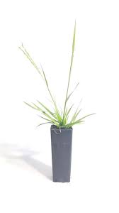 Image result for Alloteropsis