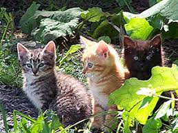 The Best Age For Taming Feral Kittens