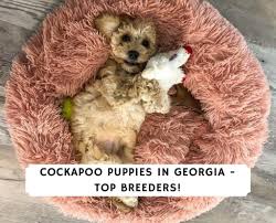 Find cockapoo puppies for sale on pets4you.com. Cockapoo Puppies In Georgia Top 4 Breeders 2021 We Love Doodles